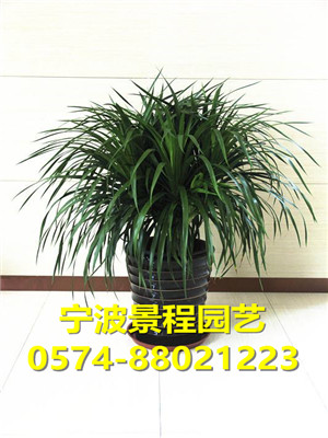 龍須樹